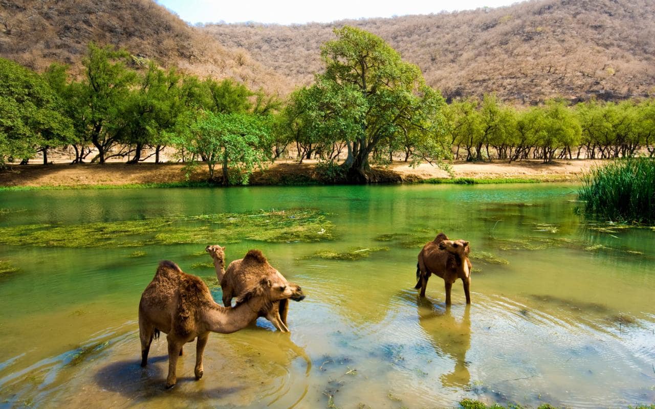 Eastern Salalah : A half-day Trip( 4 Hours)